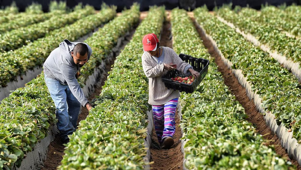PERÚ: Midagri actualiza el Mapa Nacional de Superficie Agrícola: hectáreas para cultivo en el Perú caen a 11,2 millones ¿Por qué?