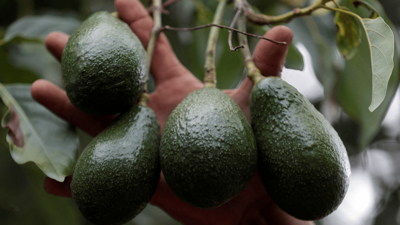 Detienen a extorsionadores por limón y aguacate