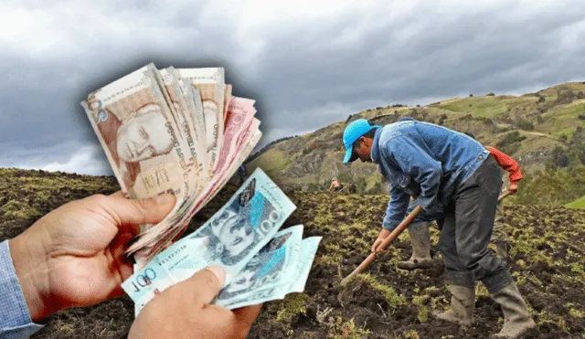 PERÚ: Midagri entrega desde S/400 hasta S/800 para agricultores en Perú: requisitos y cómo acceder en 2025