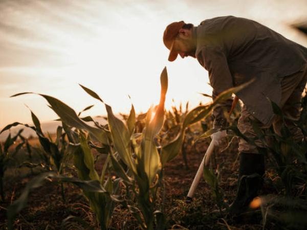 ‘Sembrar para cosechar’: sector agropecuario, el más destacado de la economía
