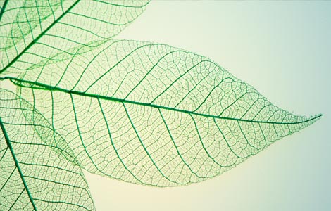 ESTUDIOS ESPECIALIZADO EN PRUEBAS DE TEJIDO VEGETAL