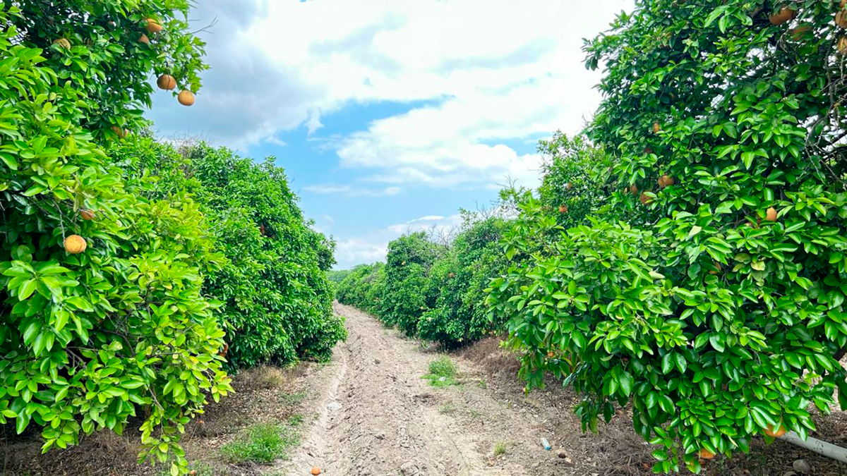 MÉXICO: Sector agropecuario de Nuevo León invertirá en modernización del campo y uso eficiente del agua