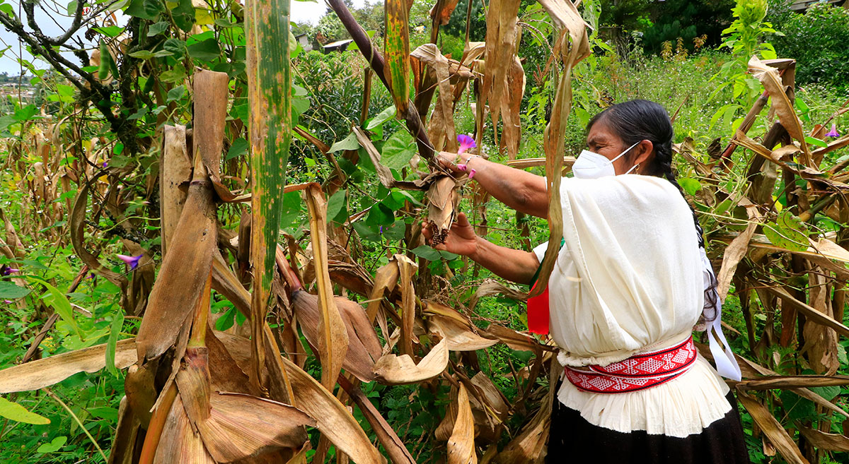 MÉXICO: Agricultura de temporal, particularmente afectada por el calentamiento global en México