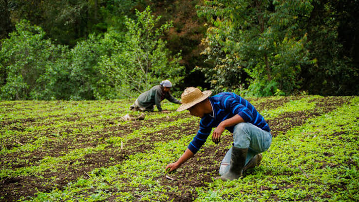 Guatemala: impulsan el fortalecimiento del sector agropecuario