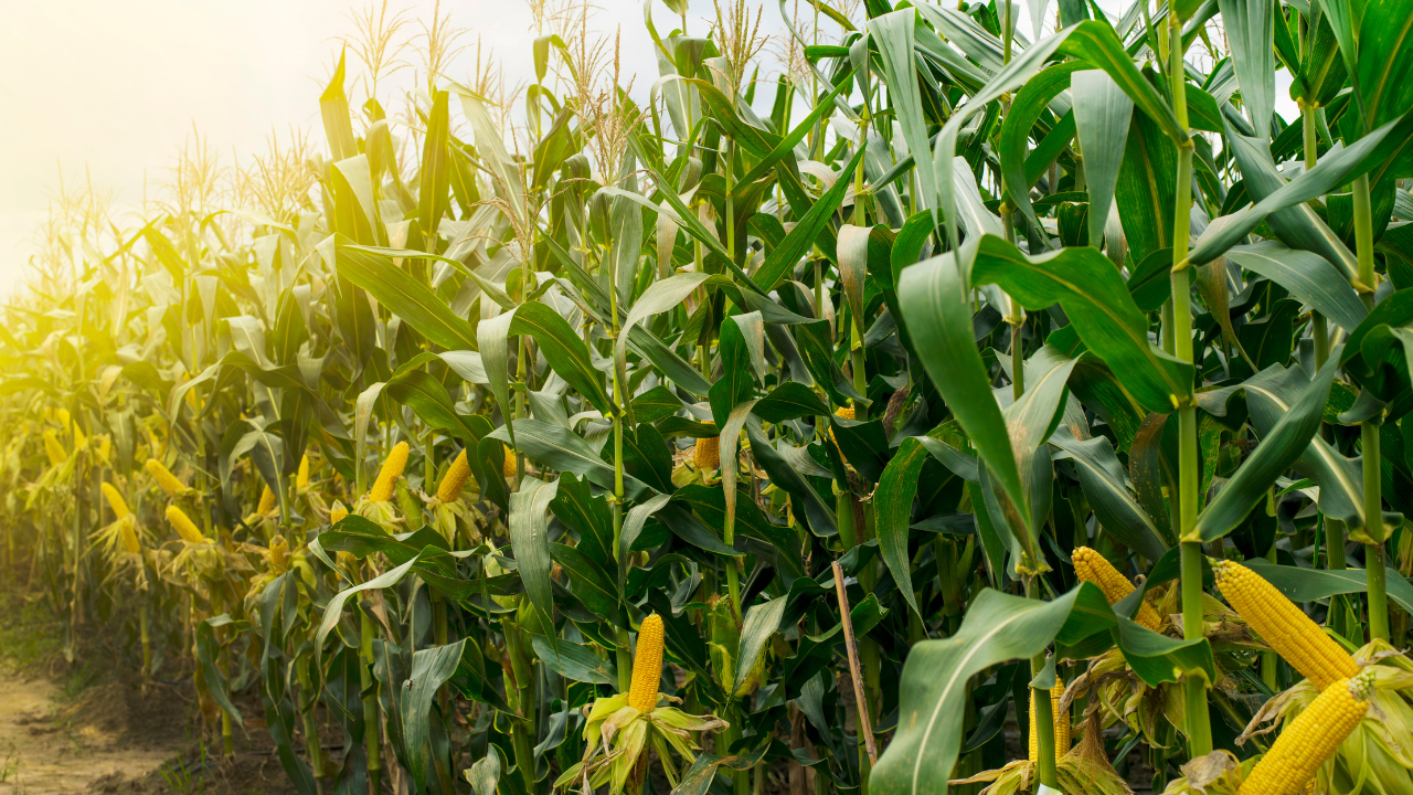 Panamá: sector agropecuario y productores de maíz buscan alternativas a excedente del grano