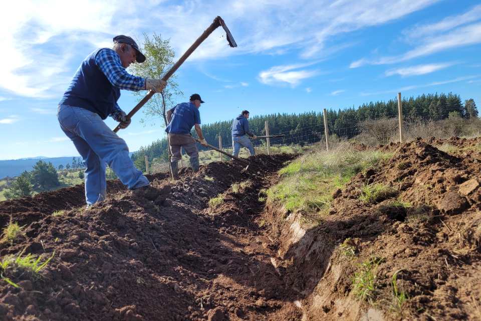 CHILE: Microterrazas aportan a la conservación de suelos degradados en Ñuble